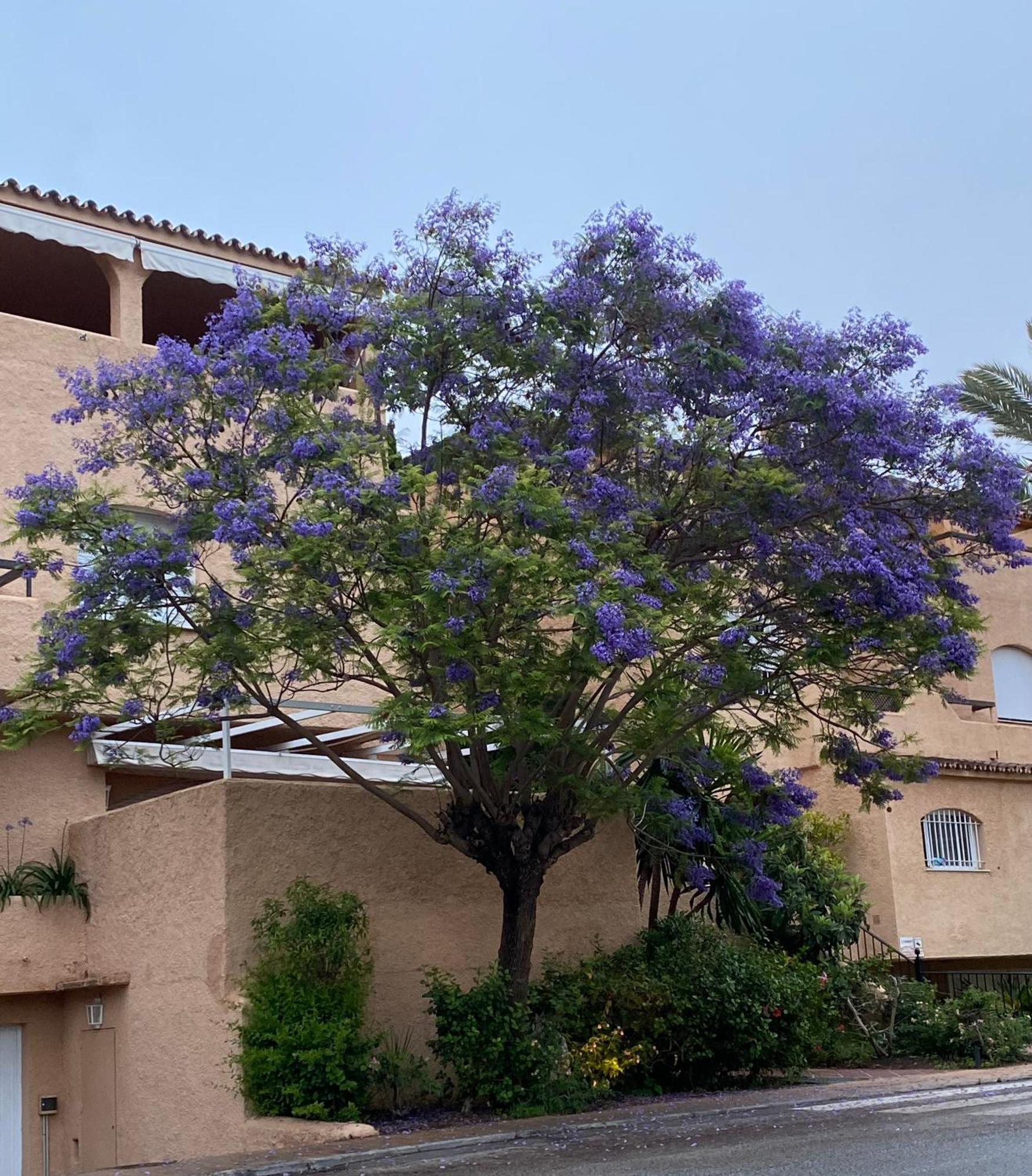 Apartamento Hacienda El Palmeral Puerto Banus Марбелья Экстерьер фото